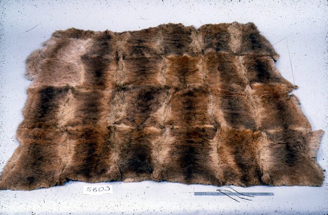Possum Skin Cloak collected from Lake Macquarie by US Exploring Expedition 1839.  Smithsonian Institution